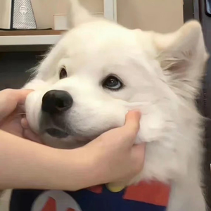 免费的操鸡巴视频
